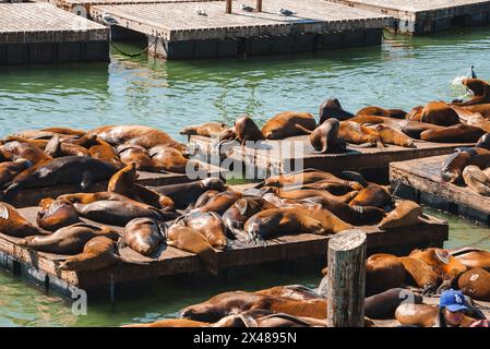 Leoni marini che si crogiolano sulle banchine al Pier 39, San Francisco. Foto Stock