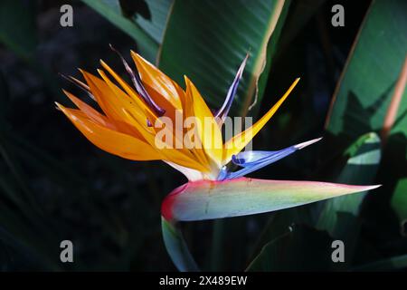 Fiore Bird of Paradise, Giardini Botanici, Puerto de la Cruz, Tenerife Foto Stock