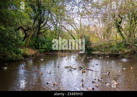 Un piccolo laghetto con anatre nel Tehidy Woods Country Park in Cornovaglia nel Regno Unito. Foto Stock