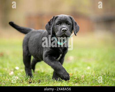 Cucciolo Labrador Retriever nero attivo di 8 settimane che si diverte a giocare all'aperto nel prato Foto Stock