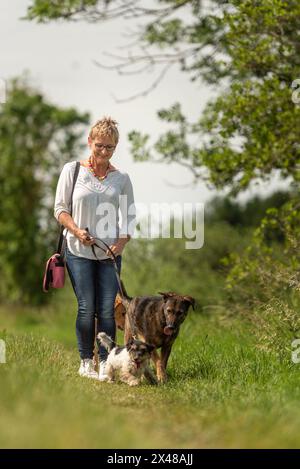 la dog sitter cammina con più cani al guinzaglio, mostrando diverse razze in una splendida natura Foto Stock