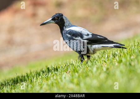 Magpie australiane (Gymnorhina tibicen) scattate a Bickley nel Perth hils, Australia Occidentale. Foto Stock