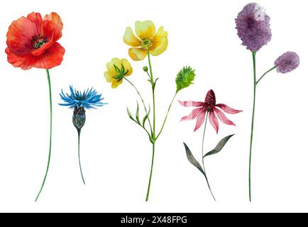 Papavero rosso, echinacea, fiordaliso, mosto di lancia, acquerello, illustrazione botanica, fiori selvatici, realistica, verde, rosso, festa della mamma Foto Stock