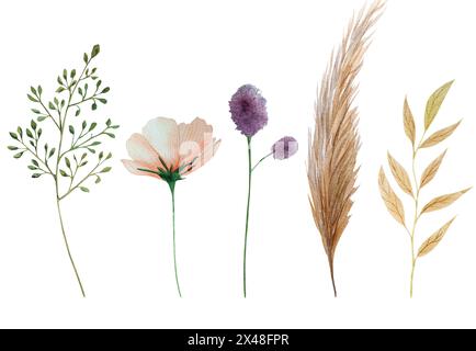 Acquerello, illustrazione botanica, fiore selvatico, realistico, stile boho, festa della mamma Foto Stock
