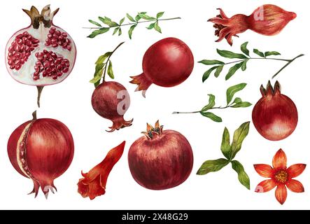 Set di melograno, illustrazione acquerello, realistico, foglie, decorazione, disegnato a mano, design, set, frutta, fiore, botanica, Foto Stock