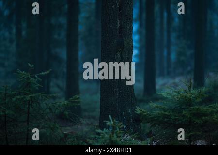 Foresta oscura e scura con alberi meravigliosi durante una nebbiosa foschia mattutina con la migliore atmosfera mistica nel nord della Boemia. Foto Stock