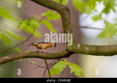 Il picchio muratore eurasiatica o legno, picchio muratore Sitta europaea Foto Stock