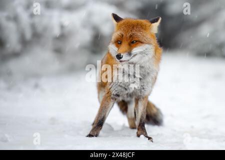 Quando una volpe posa per un fotografo nella foresta. Foto Stock