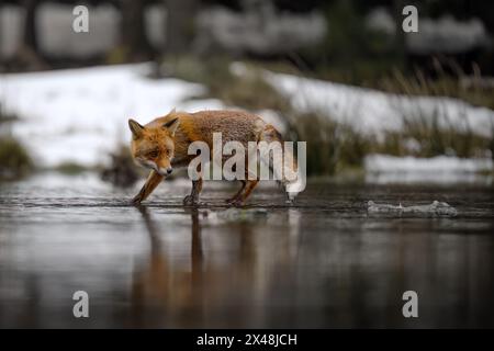 Quando una volpe posa per un fotografo nella foresta. Foto Stock