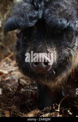 Primo piano di The Snout e Head of A Swallow-Bellied Woolly Hairy Mangalica Pig, Sow Roaming Wild ad Arne, Regno Unito Foto Stock