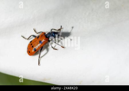 Trichodes octopunctatus, Checkered Beetle Foto Stock