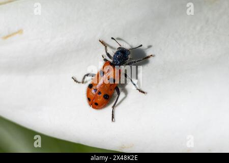 Trichodes octopunctatus, Checkered Beetle Foto Stock