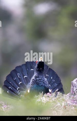 Il capercaillie occidentale maschile (Tetrao urogallus), in una foresta della regione Veneto d'Italia Foto Stock