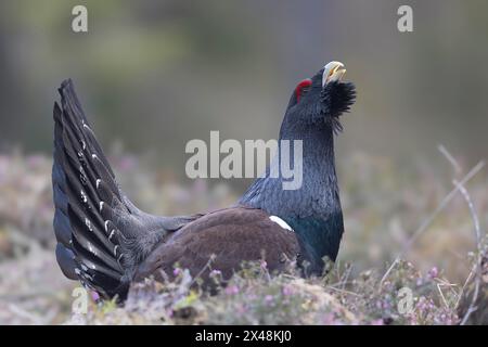 Il capercaillie occidentale maschile (Tetrao urogallus), in una foresta della regione Veneto d'Italia Foto Stock