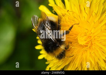 Macro di un bumblebee non identificato che si nutre di un dente di leone giallo con la testa rivolta verso il basso Foto Stock