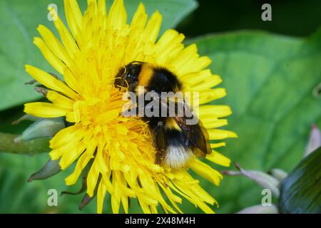 Vista laterale macro di un bumblebee (Bombus hortorum) che si nutre di un dente di leone giallo. Foto Stock