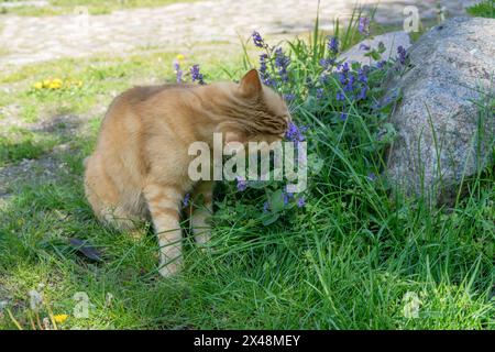 Red Tabby Tomcat mangia il gatto fiorito Foto Stock
