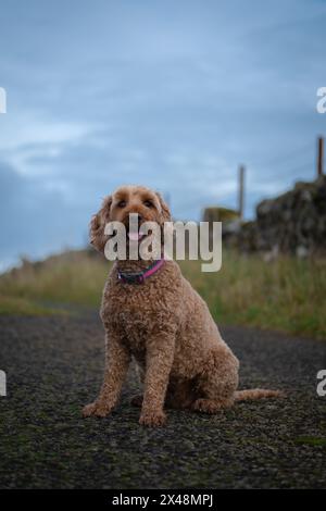 Buon cane cockapoo seduto e sorridente alla macchina fotografica. Foto Stock