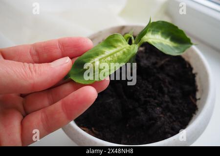 Dieffenbachia, stupida canna o giglio leopardo, genere di piante tropicali da fiore della famiglia delle Araceae. Pianta ornamentale, pianta domestica. Un giovane transp di piante Foto Stock