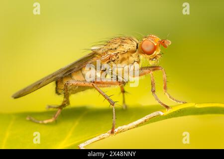 Coloratissimo diptera che crea bolla su una foglia di primavera a mezzogiorno con sfondo sfocato colorato e spazio di copia Foto Stock