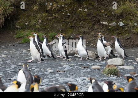 Pinguino reale (Eudyptes schlegeli) sull'isola subantartica di Macquarie in Australia Foto Stock