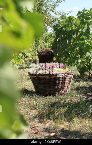 Cesti con uva in vigna. Foto Stock