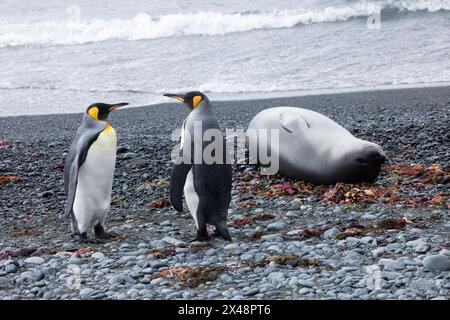 Pinguino re (Aptenodytes patagonicus) sull'isola subantartica Macquarie in Australia Foto Stock