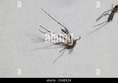 Primo piano della zanzara aedes dengue morta isolata su sfondo bianco. Foto Stock