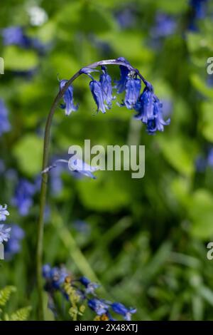 Campanelli a Colchester, Essex, Regno Unito Foto Stock