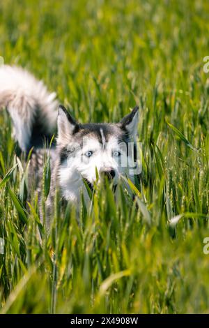 Foto verticale Un bellissimo Husky siberiano con gli occhi azzurri che sbirciano attraverso un campo di lussureggiante erba verde, catturando un momento di curiosità e birra Foto Stock