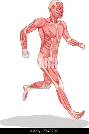 Illustrazione dell'antomia umana che mostra il sistema nervoso Illustrazione Vettoriale