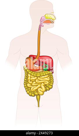Apparato digestivo umano Illustrazione Vettoriale