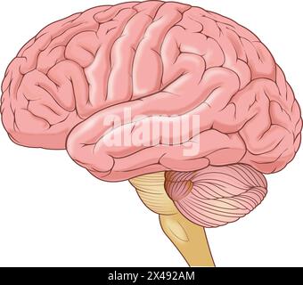 Cervello umano anatomia Illustrazione Vettoriale