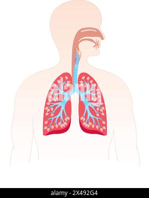 Apparato respiratorio umano Illustrazione Vettoriale