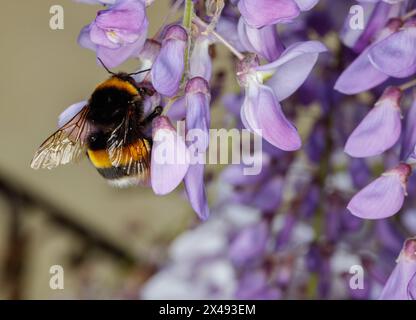 Bumblebee (Bombus sp, famiglia: Apidae) su fiori di glicine (Wisteria sp., famiglia: Fabaceae). Foto Stock