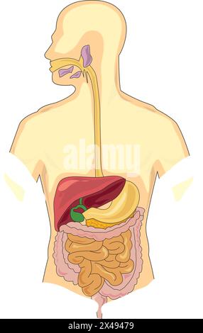 Apparato digestivo umano Illustrazione Vettoriale