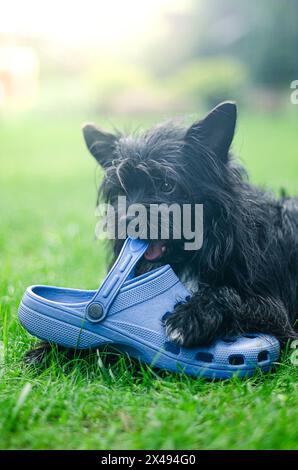 scarpa da cane giovane sull'erba. Foto di alta qualità Foto Stock