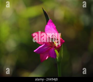 Primavera, Oeiras, Portogallo. Gladiolus illyricus - gladiolus selvaggio che cresce in natura. Retroilluminato. Messa a fuoco superficiale selettiva per l'effetto. Sfondo bokeh. Foto Stock