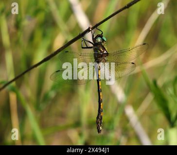 Libellula a coda di cavallo comune - Gomphus vulgatissimus. Femmina della specie appesa a un ramoscello. Oeiras, Portogallo. Foto Stock