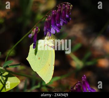 Una farfalla di Brimstone - Gonepteryx rhamni si nutre di fresco Pod Vetch - Vicia eriocarpa. Primavera, Oeiras, Portogallo. Foto Stock