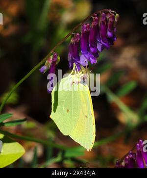 Una farfalla di Brimstone - Gonepteryx rhamni si nutre di fresco Pod Vetch - Vicia eriocarpa. Primavera, Oeiras, Portogallo. Foto Stock