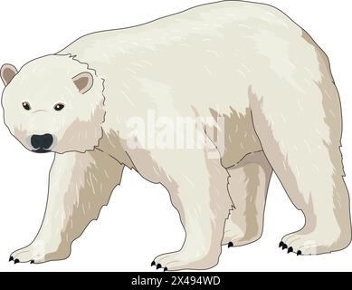 Carino orso polare che cammina Illustrazione Vettoriale