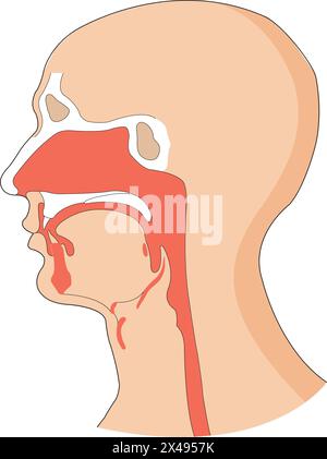 Illustrazione che mostra il tubo del cibo e il tubo del vento in un corpo umano Illustrazione Vettoriale