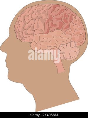 Cervello umano anatomia Illustrazione Vettoriale