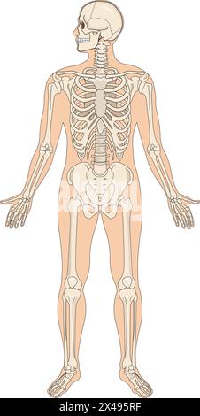 Schema che mostra il sistema scheletro Illustrazione Vettoriale