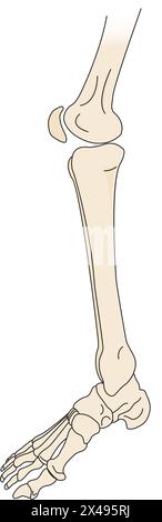 Scheletro per le gambe Illustrazione Vettoriale