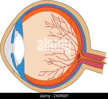Anatomia dell'occhio umano Illustrazione Vettoriale