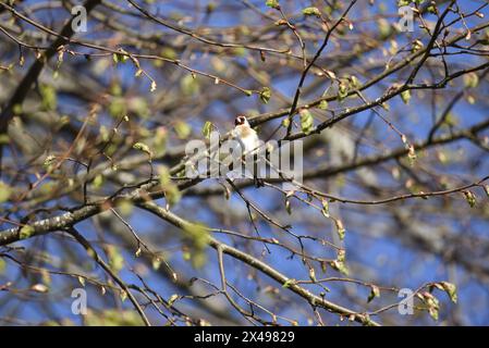 European Goldfinch (Carduelis carduelis) arroccato in alto con gli occhi illuminati dalla luce del sole sulla fotocamera, scattato su un cielo blu e sullo sfondo di filiali in erba, Regno Unito Foto Stock