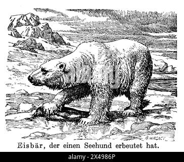 Orso polare, che ha catturato un sigillo, Ursus maritimus, A. Wagner (, ), Eisbär, der einen Seehund erbeutet Hat, Our blanc, Our polaire, qui a capturé un phoque Foto Stock