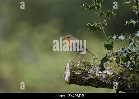 Immagine di un Robin europeo (erithacus rubecula) appollaiato nel profilo a sinistra alla fine di un ramo di Holly a destra dell'immagine, con sfondo verde bokeh Foto Stock